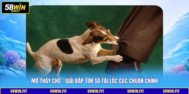 mơ thấy chó